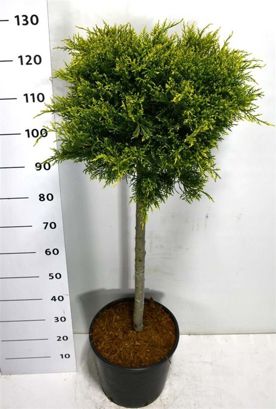 Juniperus pf. 'Old Gold' - 70 CM Stem C20